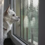 common dog anxiety triggers - Anxious dog looking out the window, reacting to outside triggers