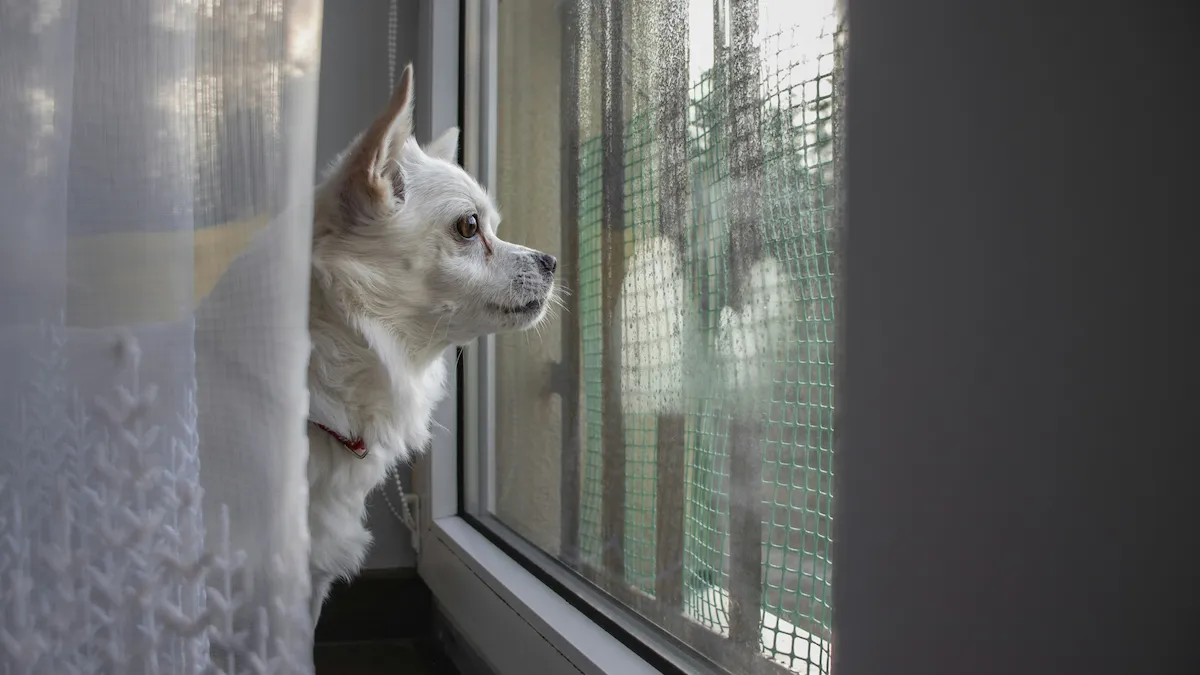 common dog anxiety triggers - Anxious dog looking out the window, reacting to outside triggers