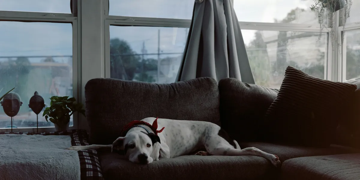 Early Signs of Anxiety in Dogs - Concerned dog sitting calmly at home -