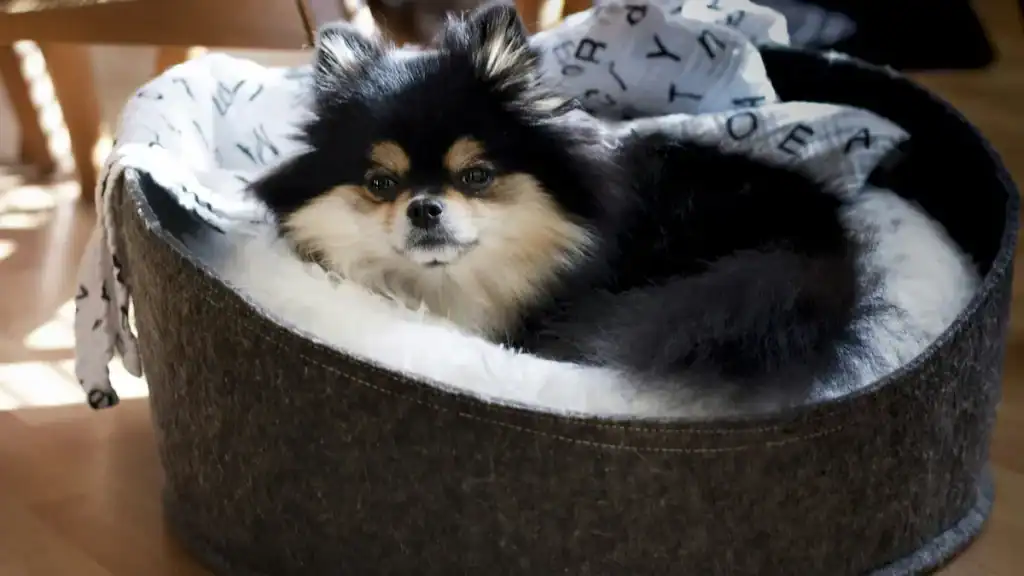Dog resting in a cozy safe space at home to reduce anxiety naturally