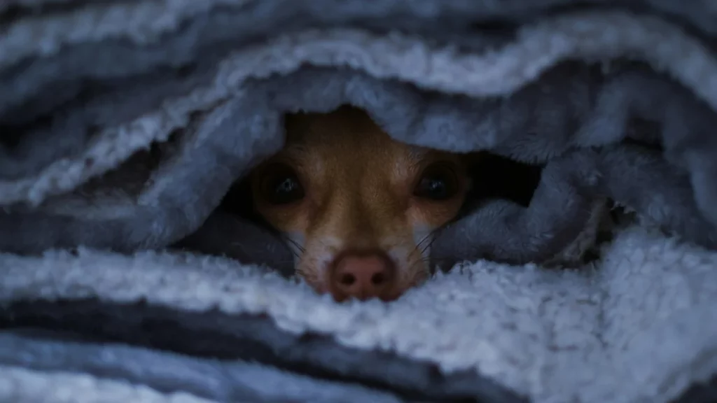 Dog hiding under a blanket, scared of loud thunder sounds