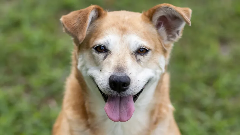 Happy, relaxed dog smiling after successful anxiety treatment