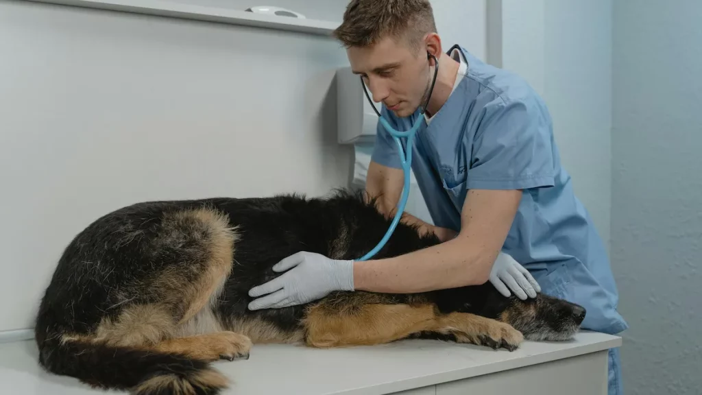Veterinarian comforting a dog during behavior consultation