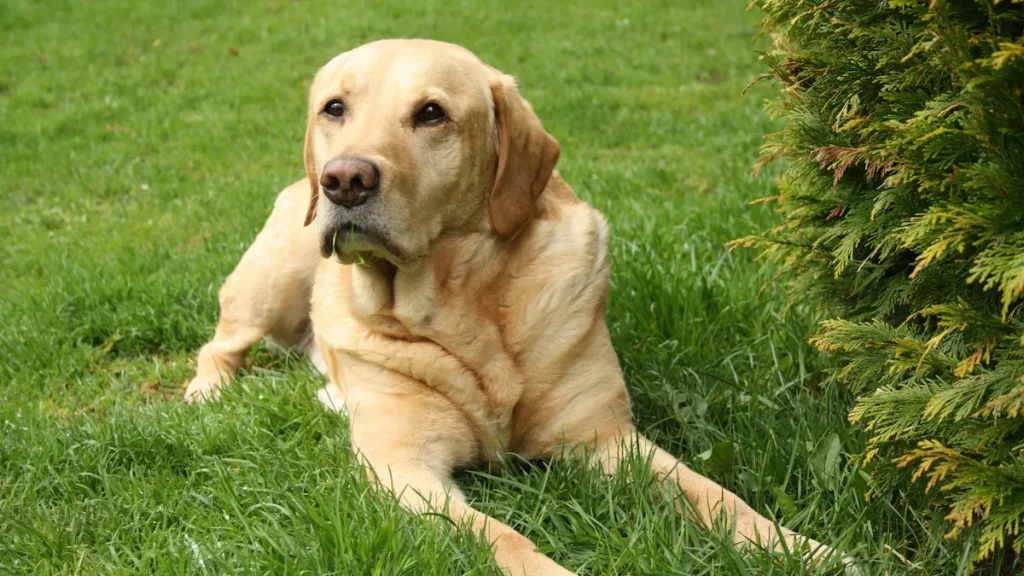calm an anxious dog naturally