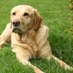 calm an anxious dog naturally