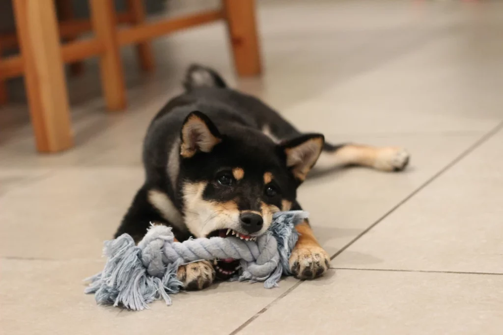 midday anxiety relief for dogs using calming activities