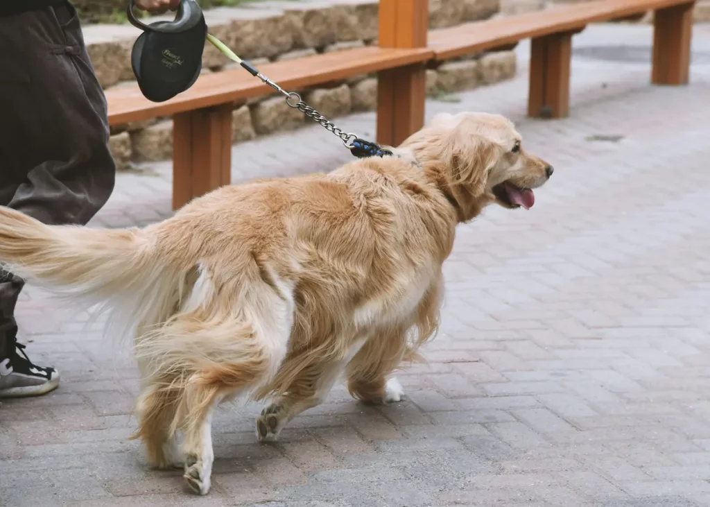 morning calming routine for anxious dog