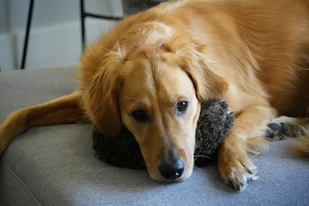calming routine for anxious dogs at home