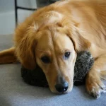 calming routine for anxious dogs at home