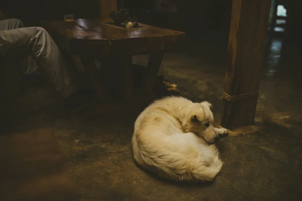 evening calming routine for anxious dogs